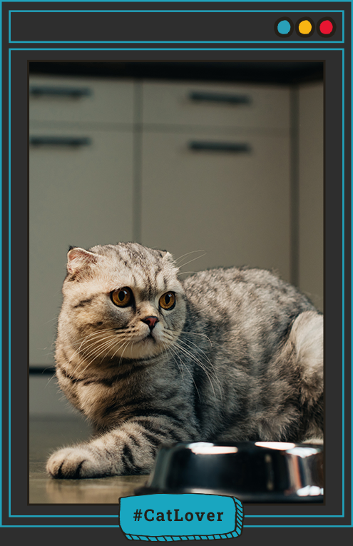 ¿Qué pasa si le doy salmón a mi gato?,